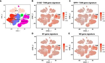 Multi-Omics Analysis Showed the Clinical Value of Gene Signatures of C1QC+ and SPP1+ TAMs in Cervical Cancer